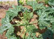 missions-serving-the-community-garden missions-serving-the-community-garden